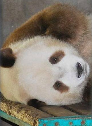 Qizai, le panda géant brun de la province du Shaanxi (3)