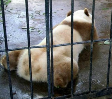Qizai, le panda géant brun de la province du Shaanxi (4)