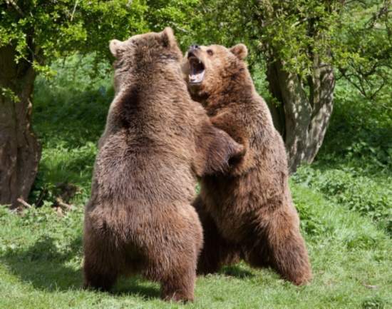 Photos: des combats dans le monde des animaux (7)