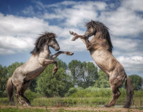 Photos: des combats dans le monde des animaux (11)