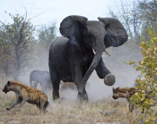 Photos: des combats dans le monde des animaux