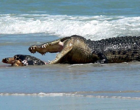 Photos: des combats dans le monde des animaux (4)