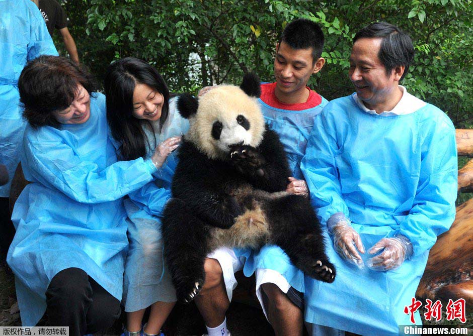 Jeremy Lin rend visite aux pandas de Chengdu  (3)