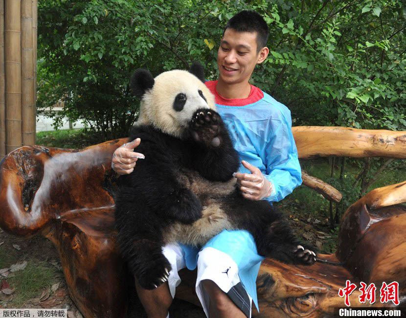 Jeremy Lin rend visite aux pandas de Chengdu  (2)