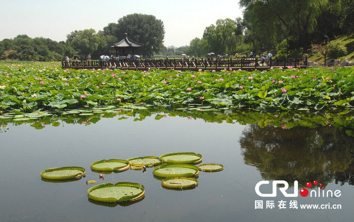 Beijing : la fête des lotus au parc Yuanmingyuan (4)