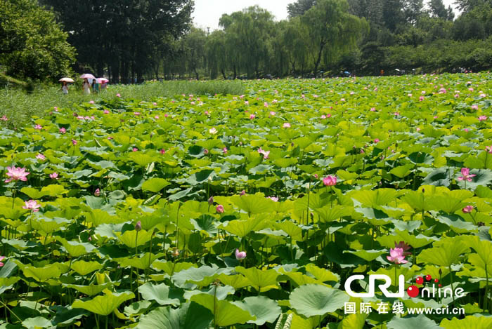 Beijing : la fête des lotus au parc Yuanmingyuan (5)