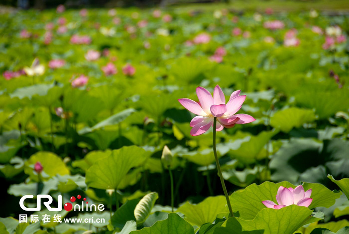 Beijing : la fête des lotus au parc Yuanmingyuan (3)