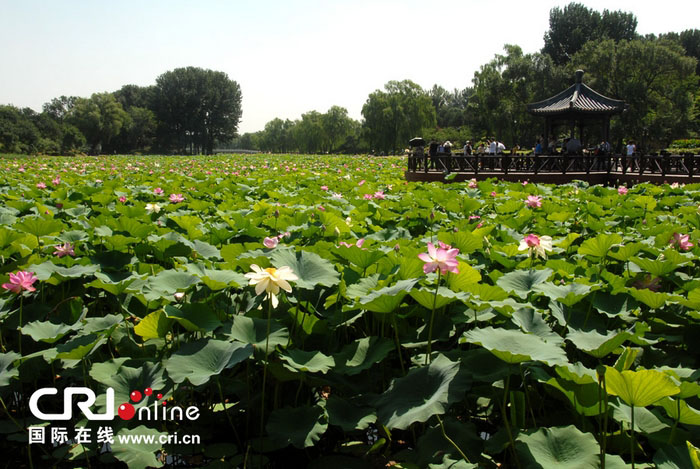 Beijing : la fête des lotus au parc Yuanmingyuan (2)