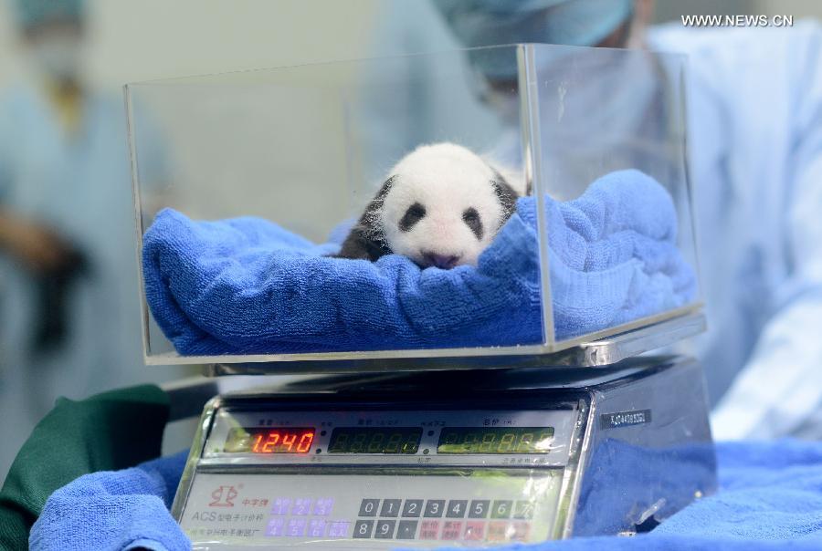 Pesée d'un bébé panda lors d'un examen physique au Chimelong Safari Park à Guangzhou, capitale de la province méridionale du Guangdong, le 1er septembre 2013. (Xinhua/Liu Dawei )