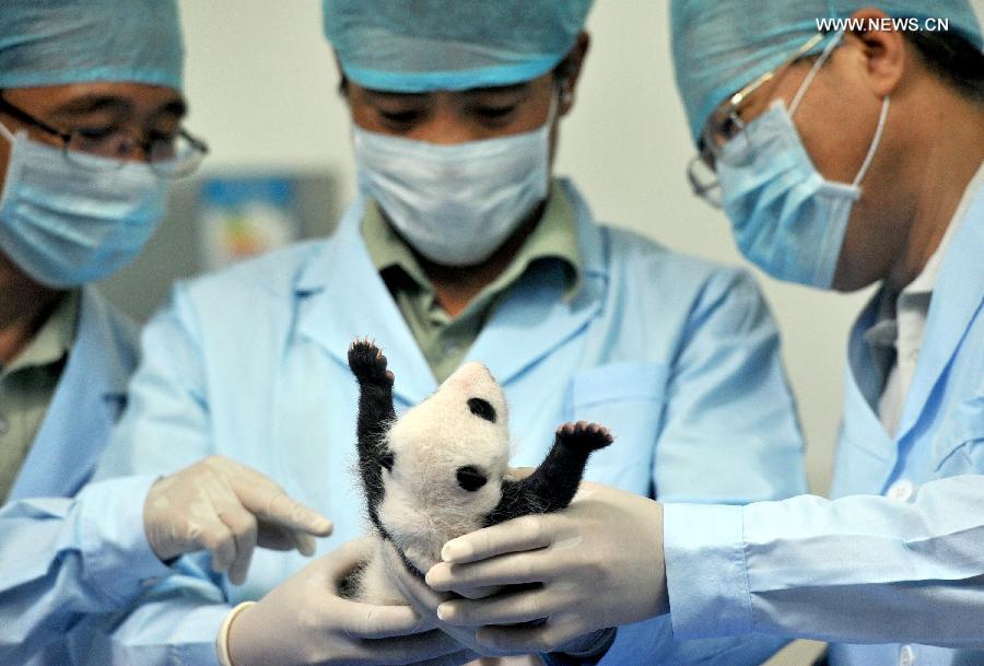 Yang Jie (au centre), expert du Centre de Conservation et de recherche du panda géant en Chine effectue un examen physique sur un bébé panda d'un mois au Chimelong Safari Park à Guangzhou, capitale de la province méridionale du Guangdong, le 1er septembre 2013. (Xinhua/Liu Dawei )
