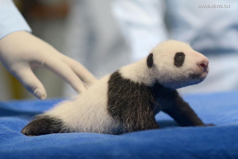 Un bébé panda d'un mois vient de subir un examen physique au Chimelong Safari Park à Guangzhou, capitale de la province méridionale du Guangdong, le 1er septembre 2013. Ce petit, est le premier panda du sud de la Chine, né le 31 juillet 2013. D'après les responsables, il se trouve en excellente santé. (Xinhua/Liu Dawei)