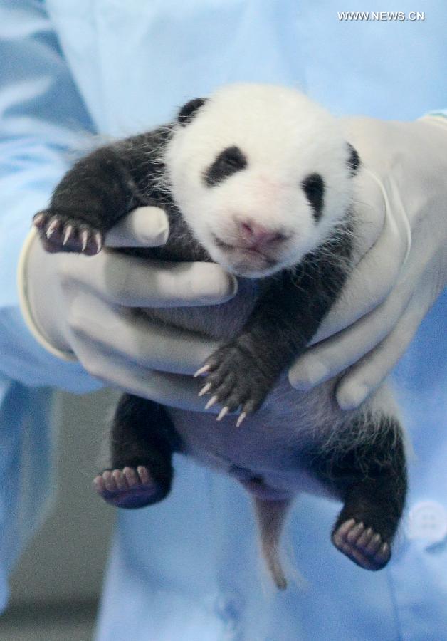 Un bébé panda d'un mois vient de subir un examen physique au Chimelong Safari Park à Guangzhou, capitale de la province méridionale du Guangdong, le 1er septembre 2013. Ce petit, est le premier panda du sud de la Chine, né le 31 juillet 2013. D'après les responsables, il se trouve en excellente santé. (Xinhua/Liu Dawei)