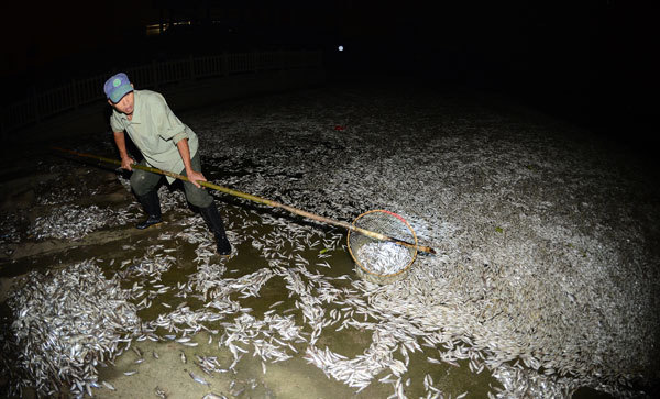 Des tonnes de poissons morts flottants à la surface de la rivière Fuhe, le 3 septembre 2013.