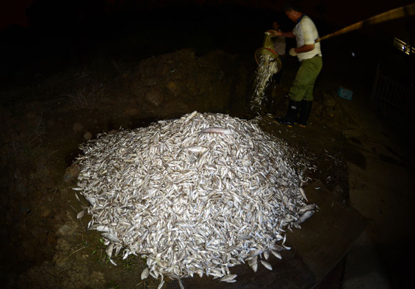 De nombreux poissons morts à Wuhan, le 3 septembre 2013.