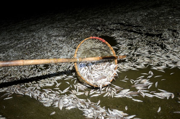 Les poissons morts sur la rivière Fuhe, lundi soir, à Wuhan.