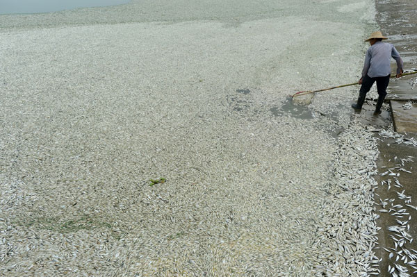 Une vaste étendue de poissons morts visible sur la rivière Fuhe, le 3 septembre 2013.