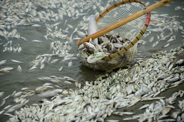 Une masse de poissons morts sur la rivière Fuhe à Wuhan, le 3 septembre 2013.