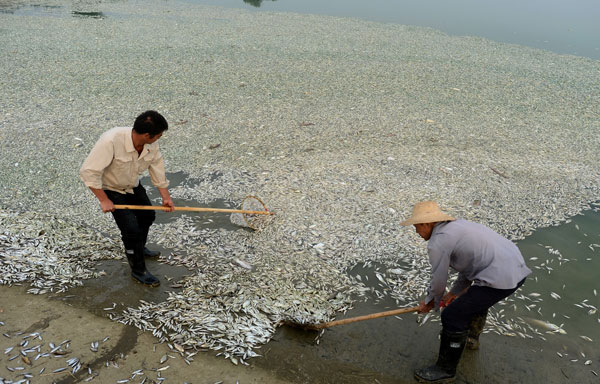 Des résidents récupèrent les poissons morts à Wuhan, la province chinoise de Hubei dans le centre du pays, le 3 septembre 2013.