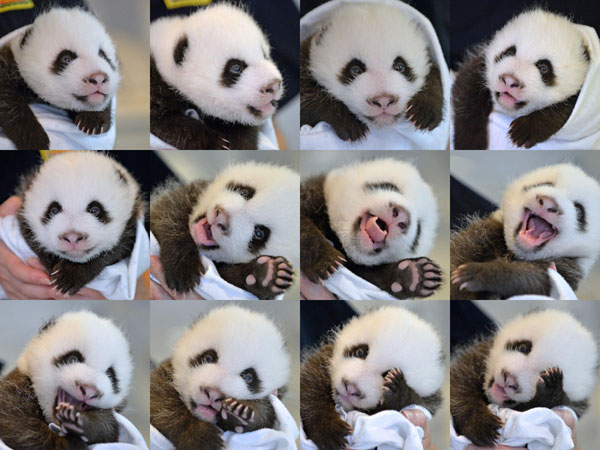 Une Photo de deux pandas géants jumeaux nés au zoo d'Atlanta en Georgie, le 4 septembre 2013. La femelle panda "Lun Lun" a donné naissance à des jumeaux le 15 Juillet 2013, une première aux Etats-Unis depuis 26 ans. Les deux petits mâles sont en bonne santé. [Photo/Xinhua]