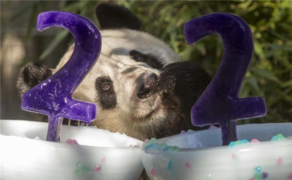 Le panda géant Bai Yun déguste son gâteau d'anniversaire lors de la célébration de son 22e anniversaire  au zoo de San Diego à San Diego, aux États-Unis, le 7 septembre 2013. [Photo / Xinhua]