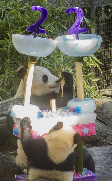 Le panda géant Bai Yun (de dos), mère de six pandas, partage un gâteau avec son dernier-né, Xiaoliwu, âgé d'un an, lors de la célébration de son 22e anniversaire  au zoo de San Diego à San Diego, aux États-Unis, le 7 septembre 2013. [Photo / Xinhua]