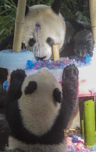 Le panda géant Bai Yun (de dos), mère de six pandas, partage un gâteau avec son dernier-né, Xiaoliwu, âgé d'un an, lors de la célébration de son 22e anniversaire  au zoo de San Diego à San Diego, aux États-Unis, le 7 septembre 2013. [Photo / Xinhua]