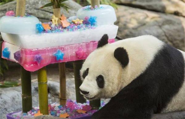Le panda géant Bai Yun pose avec un gâteau d'anniversaire lors de la célébration de son 22e anniversaire  au zoo de San Diego à San Diego, aux États-Unis, le 7 septembre 2013. Bai Yun s'est vu offrir un gâteau de glace de cinq mètres de haut et 215 livres juste avant que le parc n'ouvre au public. Le zoo a précisé que le gâteau, qui a demandé quatre semaines de fabrication, était fait de glace, de bambou, de fruits et d'un glaçage d'igname en purée. [Photo / Xinhua]