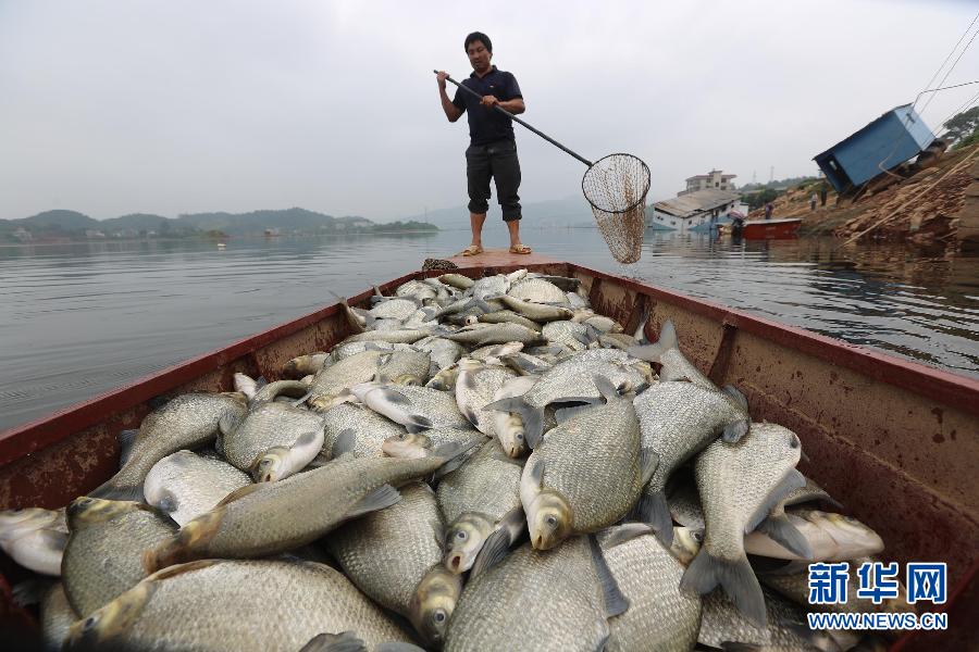 Hunan : plusieurs tonnes de poissons morts retrouvés dans un lac