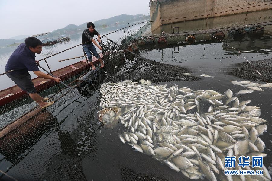 Hunan : plusieurs tonnes de poissons morts retrouvés dans un lac (2)
