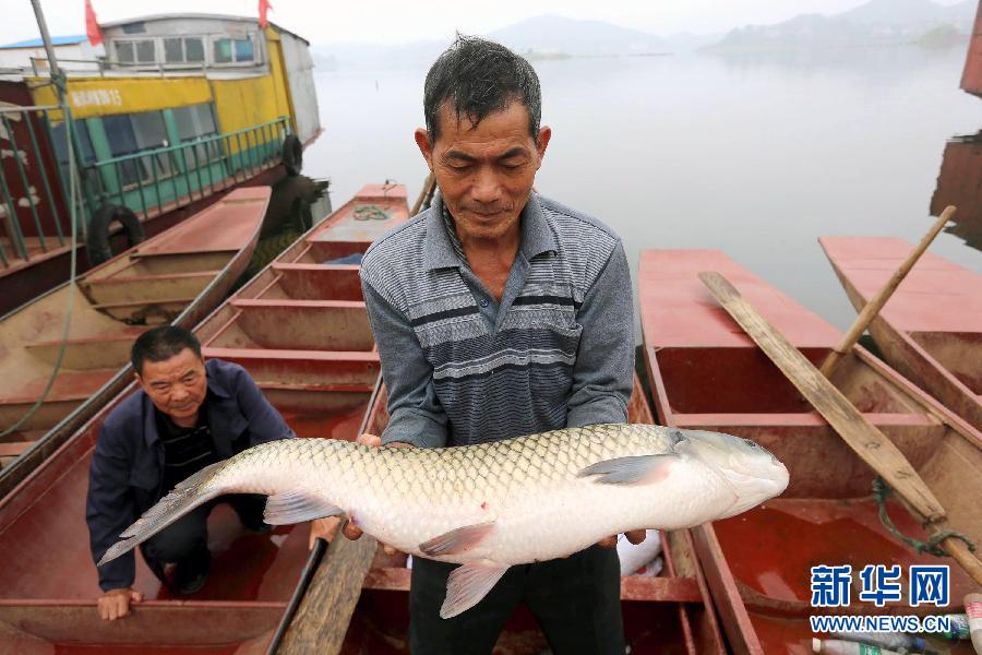 Hunan : plusieurs tonnes de poissons morts retrouvés dans un lac (3)