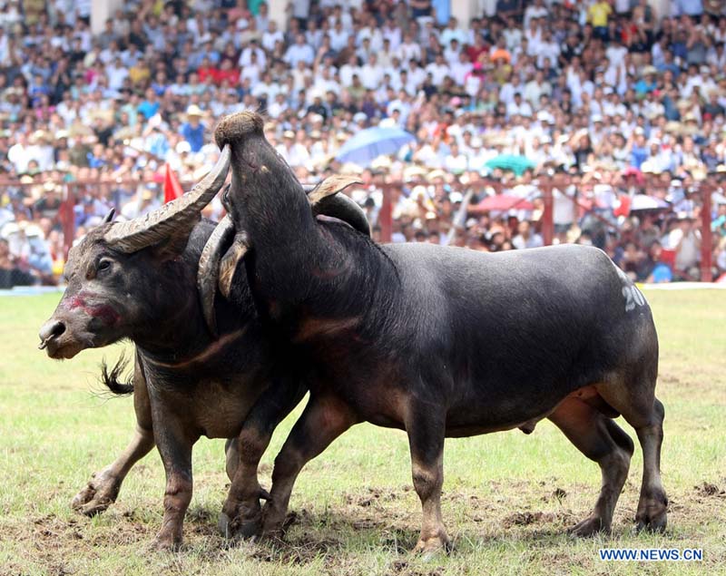 Photos: Fête de combats de buffles au Vietnam (2)