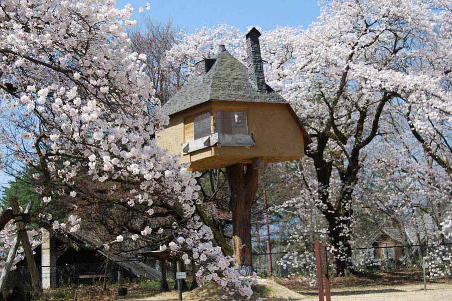 Les plus belles maisons dans les arbres