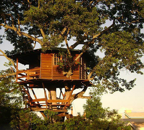 Les plus belles maisons dans les arbres (4)