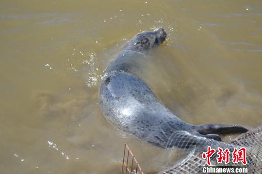 Un phoque tacheté retrouvé dans une rivière chinoise