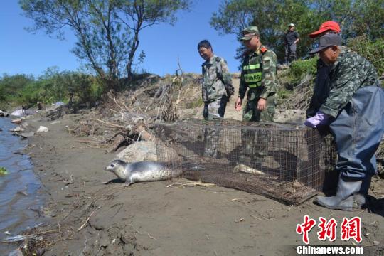 Un phoque tacheté retrouvé dans une rivière chinoise (2)