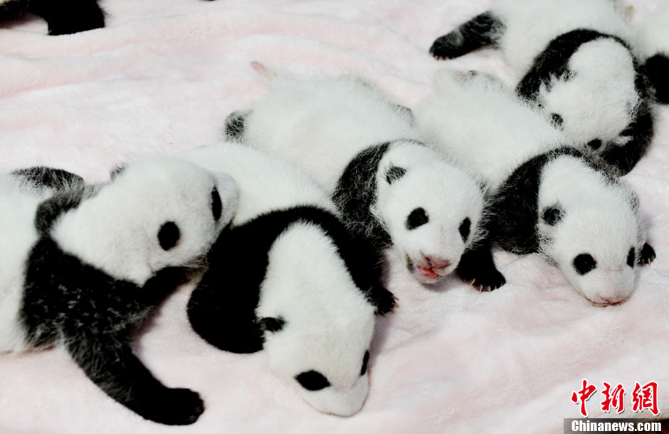 Quatorze pandas géants, tous nés cette année, font leurs débuts à la base de recherche et de reproduction de pandas géants de Chengdu. Le Centre du Sichuan et ses 128 pandas forment la plus grande population de pandas en captivité dans le monde. [Huang Zhiling/China Daily]
