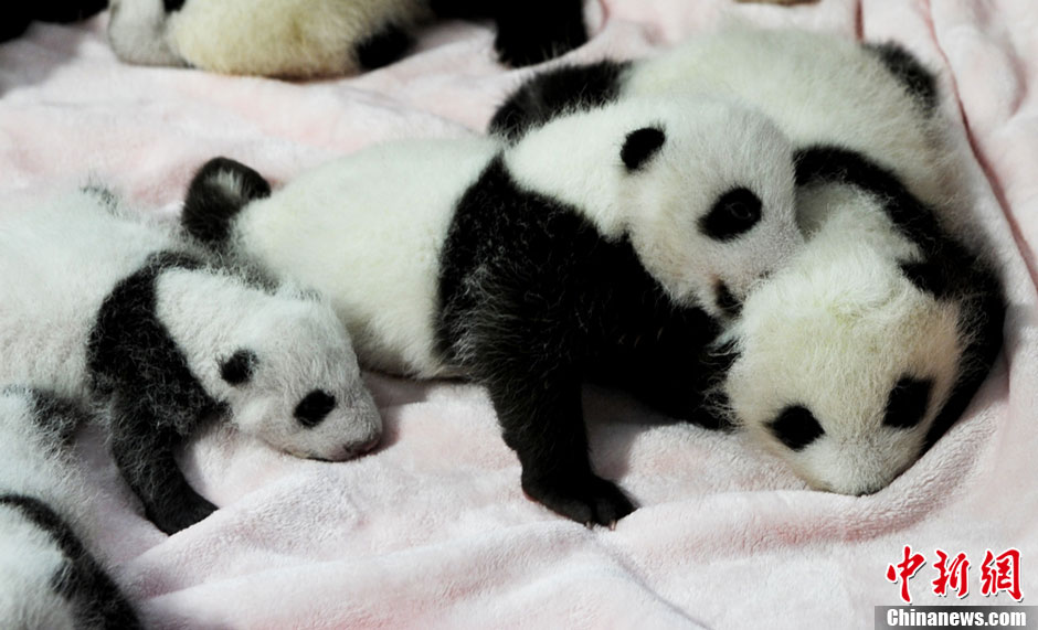 Quatorze pandas géants, tous nés cette année, font leurs débuts à la base de recherche et de reproduction de pandas géants de Chengdu. Le Centre du Sichuan et ses 128 pandas forment la plus grande population de pandas en captivité dans le monde. [Huang Zhiling/China Daily]