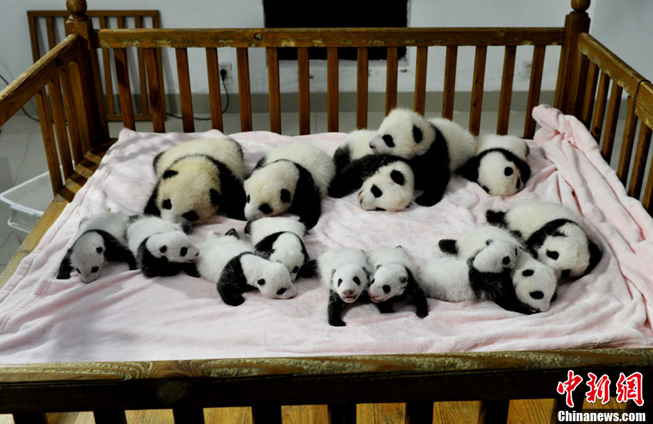 Quatorze pandas géants, tous nés cette année, font leurs débuts à la base de recherche et de reproduction de pandas géants de Chengdu. Le Centre du Sichuan et ses 128 pandas forment la plus grande population de pandas en captivité dans le monde. [Huang Zhiling/China Daily]