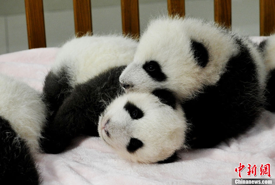 Quatorze pandas géants, tous nés cette année, font leurs débuts à la base de recherche et de reproduction de pandas géants de Chengdu. Le Centre du Sichuan et ses 128 pandas forment la plus grande population de pandas en captivité dans le monde. [Huang Zhiling/China Daily]