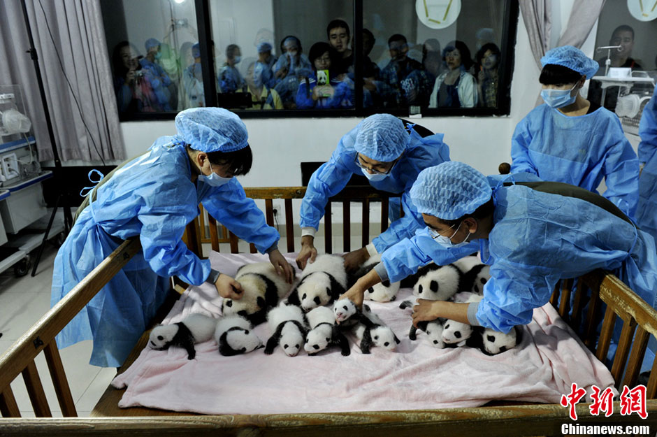 Quatorze pandas géants, tous nés cette année, font leurs débuts à la base de recherche et de reproduction de pandas géants de Chengdu. Le Centre du Sichuan et ses 128 pandas forment la plus grande population de pandas en captivité dans le monde. [Huang Zhiling/China Daily]