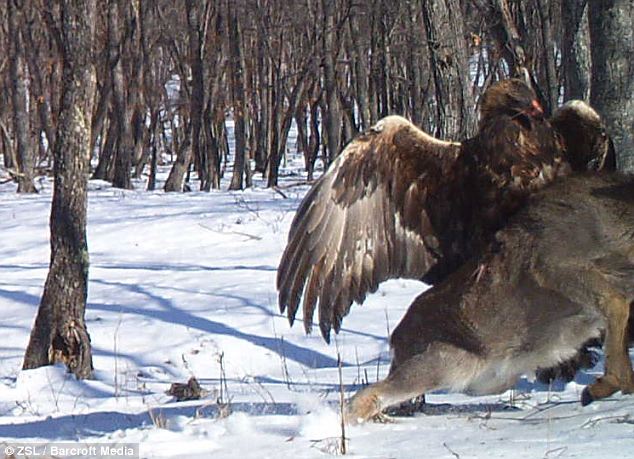 L'attaque hardie d’un aigle royal sur un cerf sika (3)