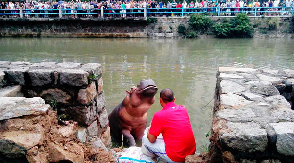 Typhon Usagi : un hyppopotame bloqué dans une rivière au sud de la Chine (7)