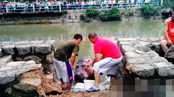 Typhon Usagi : un hyppopotame bloqué dans une rivière au sud de la Chine (8)