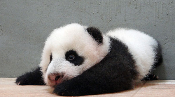 Le panda surnommé Yuan Zai, rampant à quatres pattes dans le zoo de Taipei, le 24 septembre 2013. La femelle, née cette année le 6 juillet, est le premier bébé des pandas géants Tuan Tuan et Yuan Yuan, offert en présent à Taiwan par la partie continentale de Chine en 2008. [Photo/Xinhua]