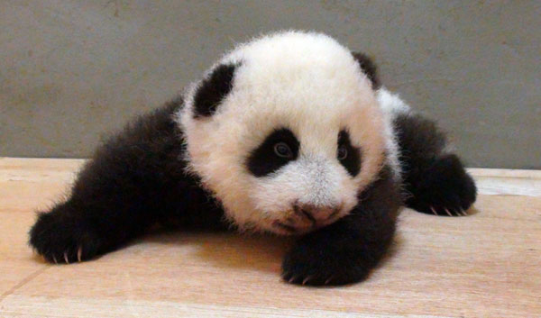 Un cliché du bébé panda Yuan Zai, pris à ramper dans un coin du zoo de Taipei à Taiwan, le 24 septembre 2013. [Photo/Xinhua]