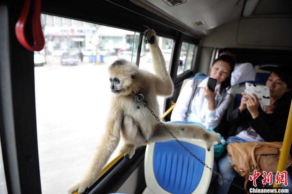 Visitez le Safari Park du Yunnan en compagnie des singes ! (4)