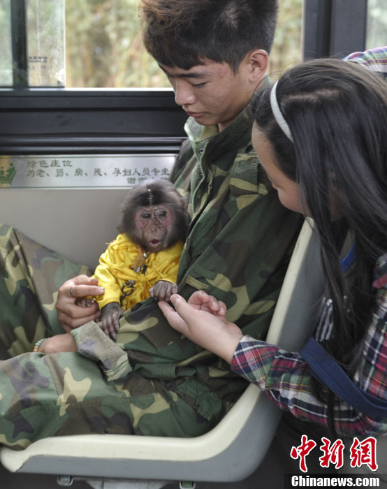 Visitez le Safari Park du Yunnan en compagnie des singes ! (3)