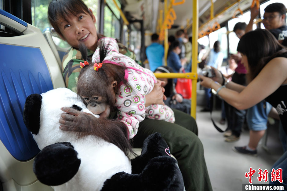 Visitez le Safari Park du Yunnan en compagnie des singes ! (5)