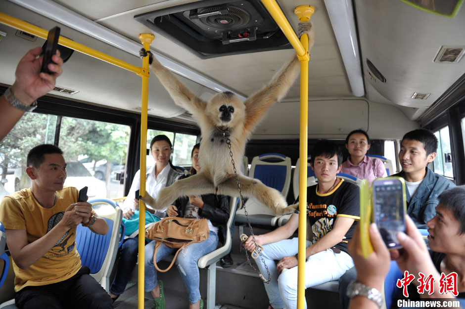 Visitez le Safari Park du Yunnan en compagnie des singes !