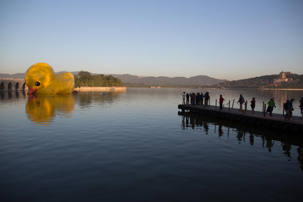 Après avoir barbotté pendant dix-huit jours au Parc d'Exposition internationale des jardins de Chine, ce canard géant, une idée originale de l'artiste néerlandais Florentijn Hofman, a été regonflé sur le lac de Kunming du palais royal au nord-ouest de la capitale chinoise.